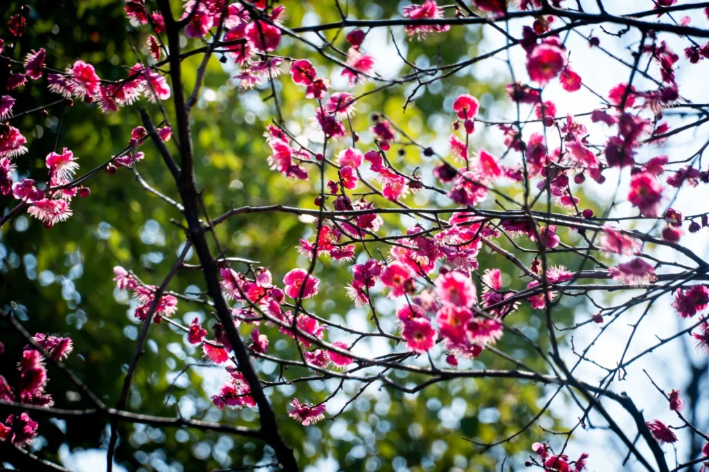 Bright pink plum blossoms set against a clear sky, showcasing the beauty of spring.