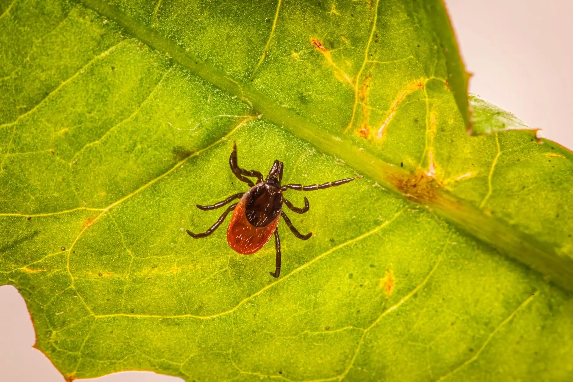 Macro shot of a castor bean tick (Ixodes ricinus) on a green leaf.