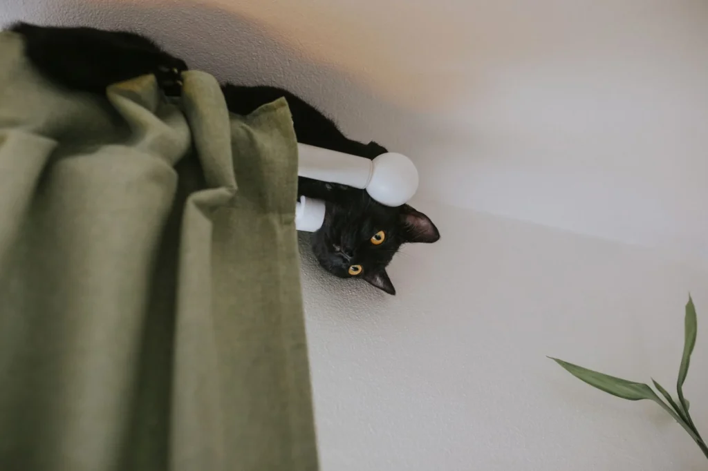 Charming black cat peeking from behind green curtains, showcasing its playful nature indoors.