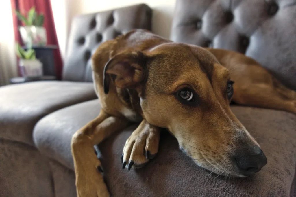 Como tirar cheiro de xixi de cachorro do sofá de forma definitiva?