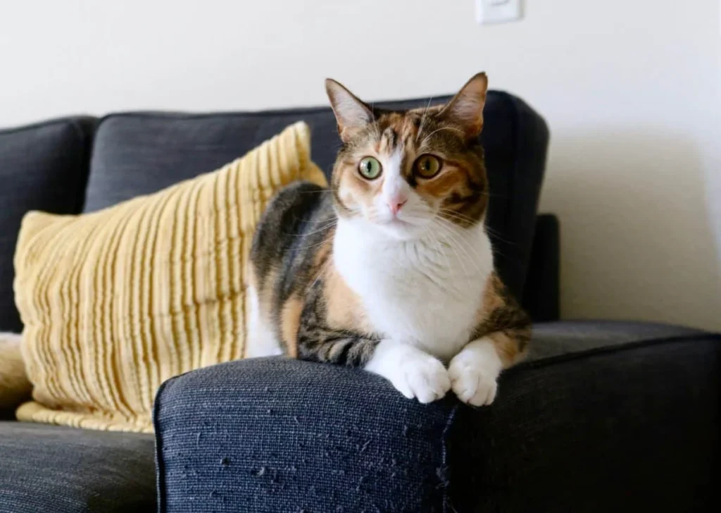 Como tirar xixi de gato do sofá sem danificar o tecido?